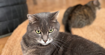 manon pet sitter à LE CHESNAY ROCQUENCOURT 78150_2