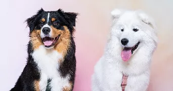 ambre pet sitter à LE LION D ANGERS 49220