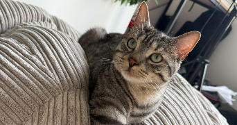 mathilda pet sitter à ORLEANS 45000_3