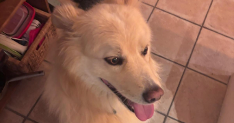 paulin pet sitter à LYON 03 69003_1