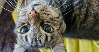 clara pet sitter à LE RAINCY 93340_2