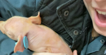 chanel pet sitter à CHATELAUDREN PLOUAGAT 22170_3