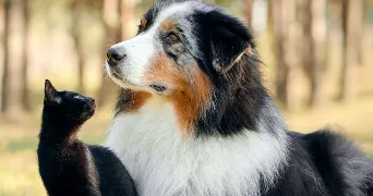 alexandre pet sitter à BORDES 64510
