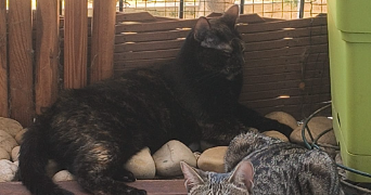 camille cat sitter à LYON 07 69007_1