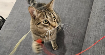 clémence pet sitter à DREUX 28100_1