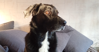 océane pet sitter à MONTUSSAN 33450_3