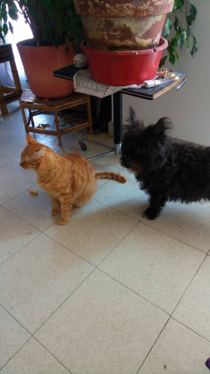 gladys pet sitter à Clichy 92110_0