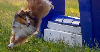 elisa pet sitter à Chenehutte 49350