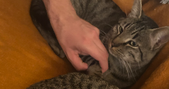 elodie pet sitter à VAISON LA ROMAINE 84110_2