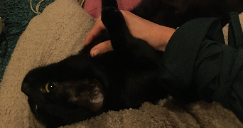 marie pet sitter à CHAMBERY 73000_3