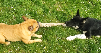 cannelle dog sitter à COMBOURTILLE 35210_4