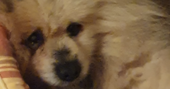 fabienne pet sitter à LA ROCHE SUR YON 85000_1