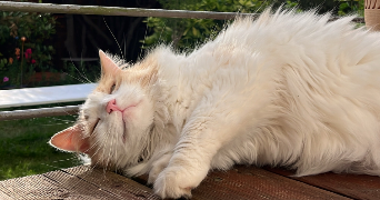 lena pet sitter à AULNAY SOUS BOIS 93600_1