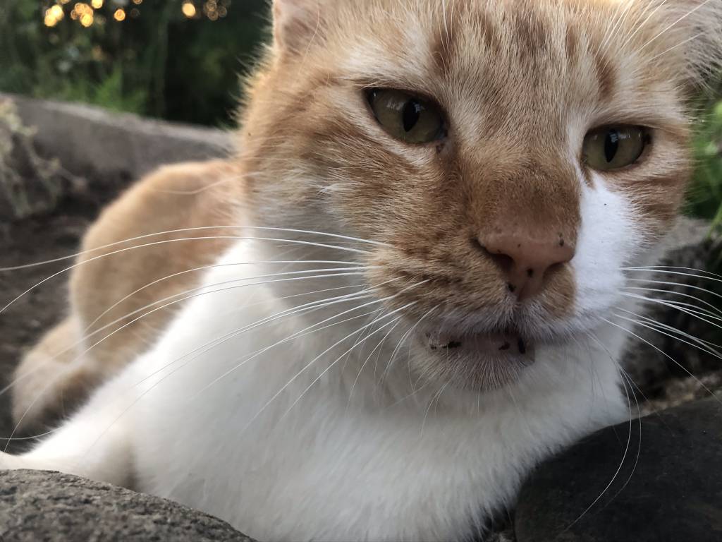 Eliane pet sitter à Cessenon-sur-Orb 34460_1