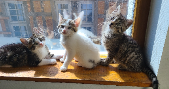 oceane  pet sitter à BOURGES 18000_5