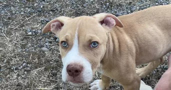 melissa pet sitter à MOISLAINS 80200