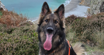 hugo pet sitter à GUERANDE 44350_3