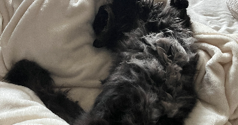 astride pet sitter à LUSSAT 63360_2