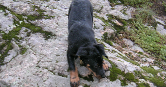 cecile pet sitter à ST ETIENNE DE FONTBELLON 07200_9
