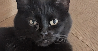 isabelle pet sitter à MARLY 57155_6