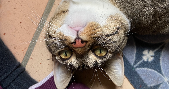 margaux pet sitter à Rouen 76000_2