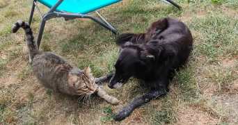 Manon pet sitter à Poitiers 86000_1