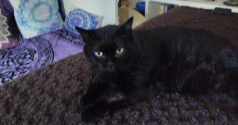 delphine pet sitter à NANTES 44200_5