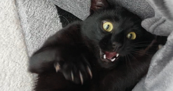 celia pet sitter à BESANCON 25000_8