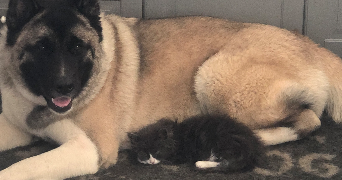 delphina pet sitter à FONTENAY ST PERE 78440_4