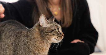margaux cat sitter à LILLE 59000_3