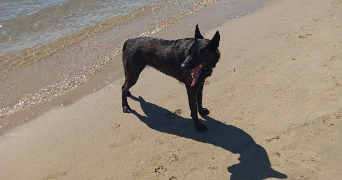 solène pet sitter à LYON 02 69002_5