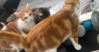 lorentzia pet sitter à EVRY COURCOURONNES 91000_9