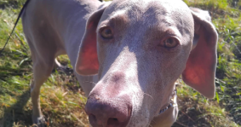 valerie pet sitter à RAMBOUILLET 78120_5