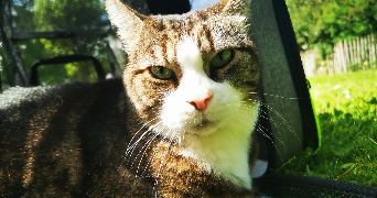 hanna pet sitter à ANNEMASSE 74100_3