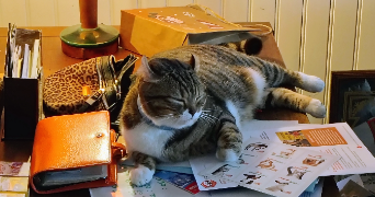 nicole cat sitter à Le Chesnay-Rocquencourt 78150_1