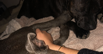 elodie pet sitter à NICE 06000_7