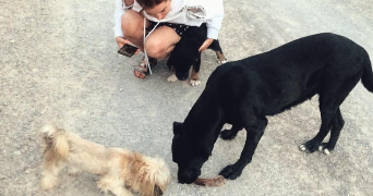 anna pet sitter à PARIS 04 75004_3