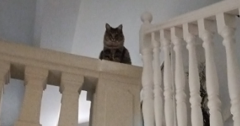 maud pet sitter à VILLENEUVE LA GUYARD 89340_3