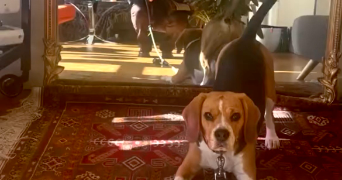 marie pet sitter à PARIS 19 75019_2