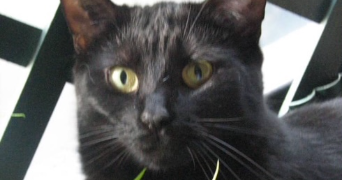 anne pet sitter à Issy-les-Moulineaux 92130_1