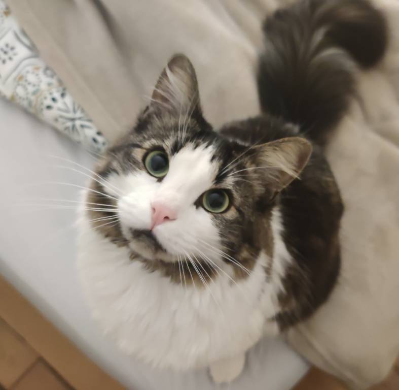 Marie cat sitter à Maisons-Alfort 94700_4