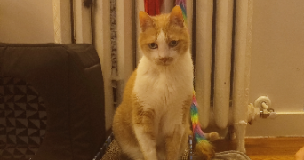 eliana pet sitter à NANTES 44300_1