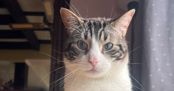 lorine pet sitter à ST MAURICE 94410_2