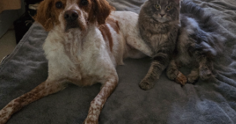 kelly pet sitter à PERPIGNAN 66100_4