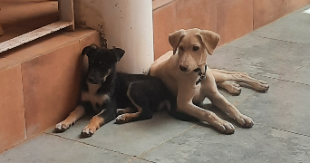 léa pet sitter à TOULON 83000_3