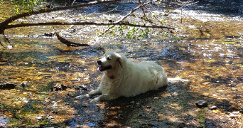 pauline pet sitter à BASSILLAC ET AUBEROCHE 24640_0