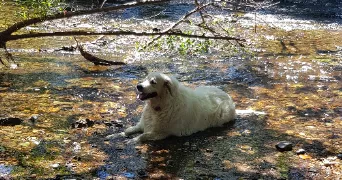pauline pet sitter à BASSILLAC ET AUBEROCHE 24640