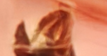 mathieu pet sitter à REIMS 51100_0