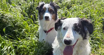 lilou pet sitter à MIRAMAS 13140
