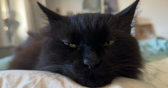 christal pet sitter à BOSSEY 74160_1